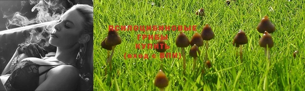 PSILOCYBIN Бугульма